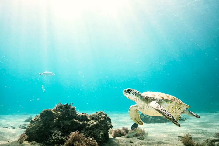 Wasserschildkröte in Kuba