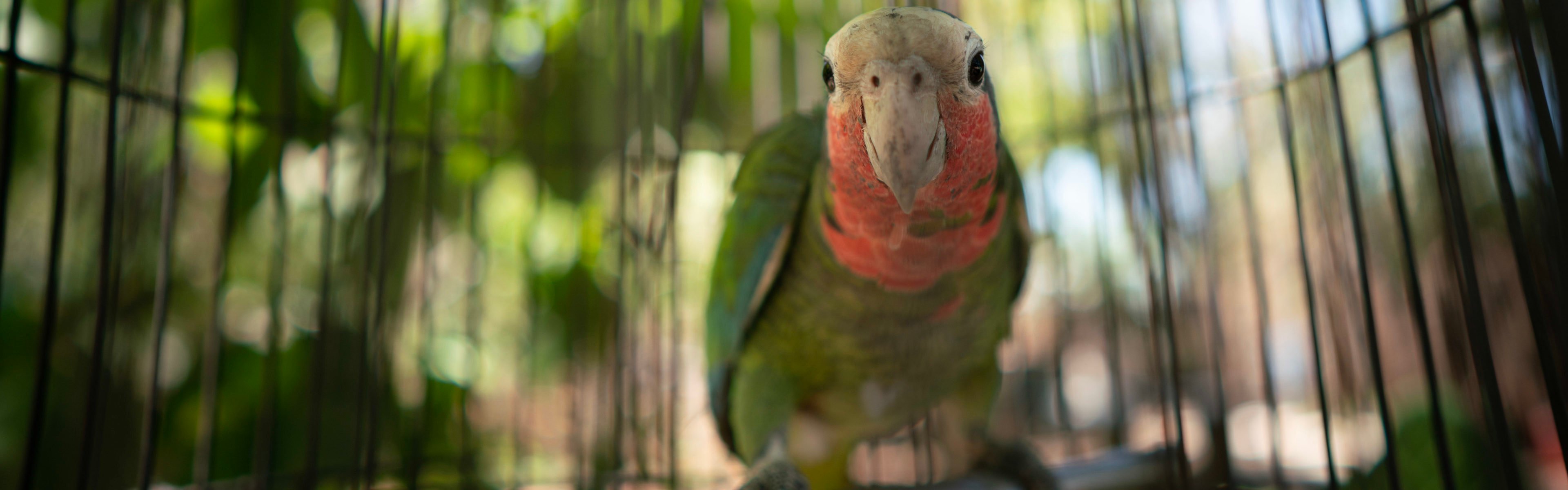 Wildtierbeobachtung in Kuba » Cuba Buddy
