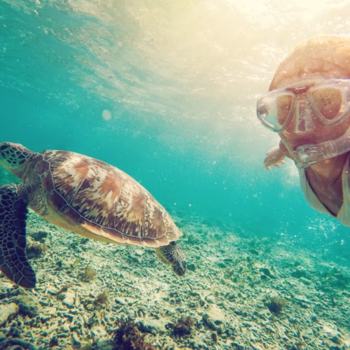 Schnappt Euch Schnorchel und Taucherbrille und entdeckt die wunderbaren Tiere unter Wasser.